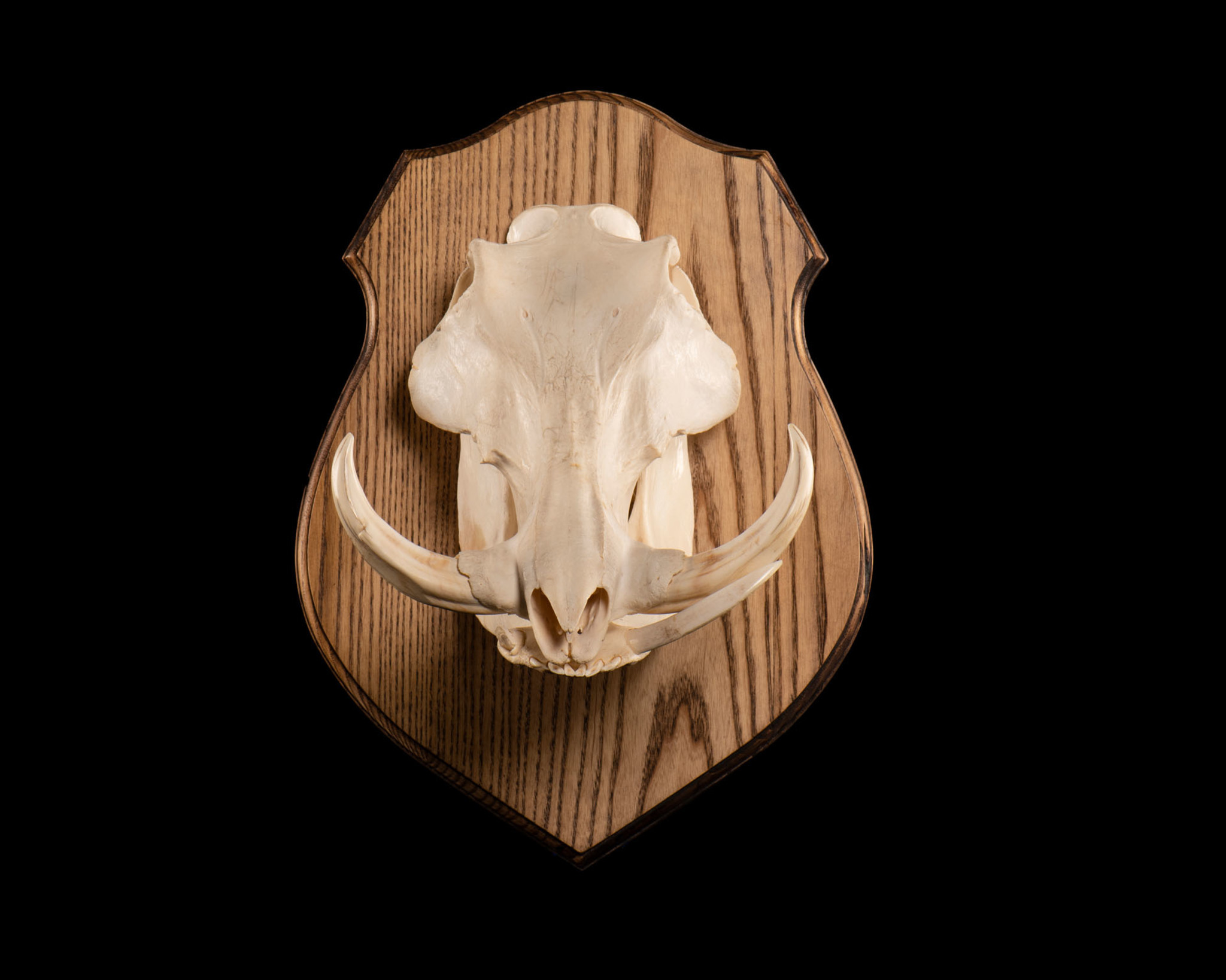 Warthog European Mount Splitting Image Taxidermy